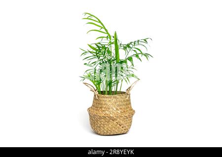 top view of bamboo plant in pot isolated on white background Stock Photo -  Alamy