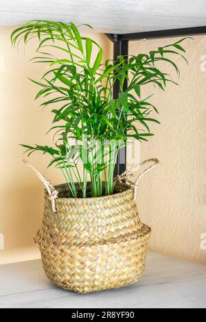 Hamedorea palm in wicker planter on shelf. Stock Photo
