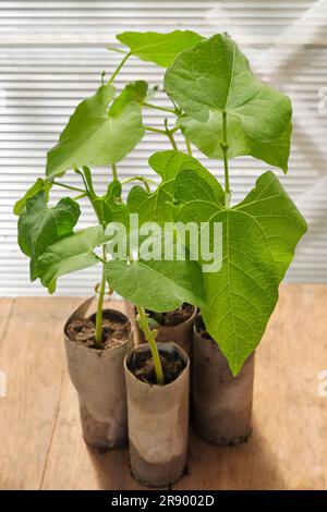 Young organic bean plants in cardboard toilet roll containers. Ready to be planted in the vegetable garden. Sustainability and recycling concept. Stock Photo