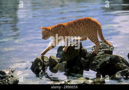 Red cat lurking by the sea for fish, Greece Stock Photo