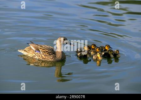 Mallard (Anas platyrhynchos), duck Leads young Stock Photo