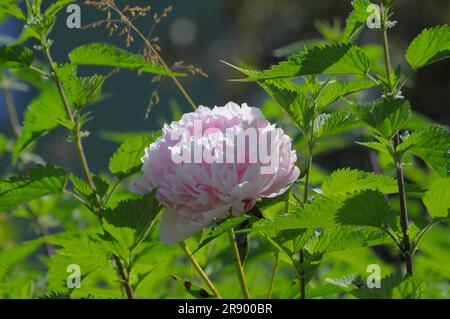 Asian garden in Muenzesheim, Kraichgau, Japan garden, peony with nettles Stock Photo