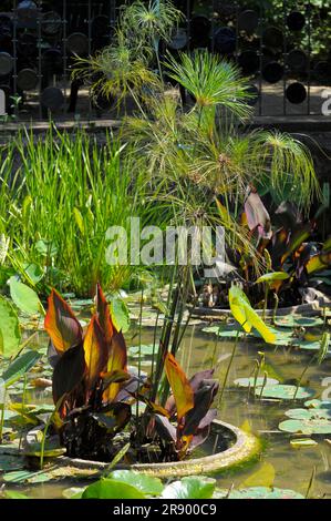 Asian garden in Muenzesheim, Kraichgau, Japan garden, pond with water plants Stock Photo