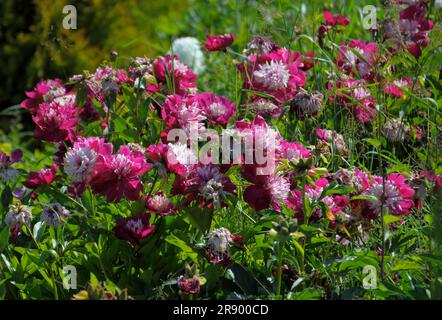 Asian garden in Muenzesheim, Kraichgau, Japan garden, peonies Stock Photo