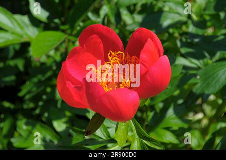 Asian garden in Muenzesheim, Kraichgau, Japan garden, red peony Stock Photo