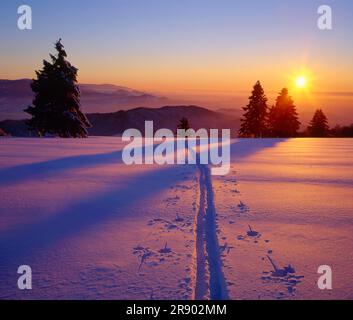 Winter Landscape with Ski Trail in the Black Forest Stock Photo