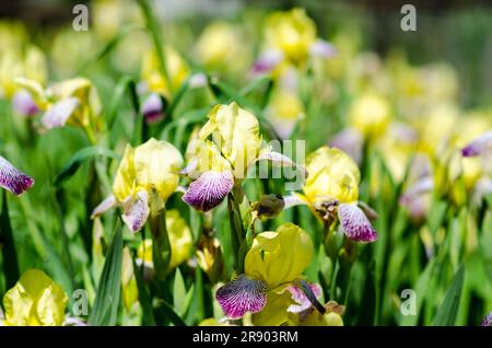 The iris, from the Greek means rainbow. In the language of flowers it takes on a different meaning depending on the color of the iris flower: yellow Stock Photo