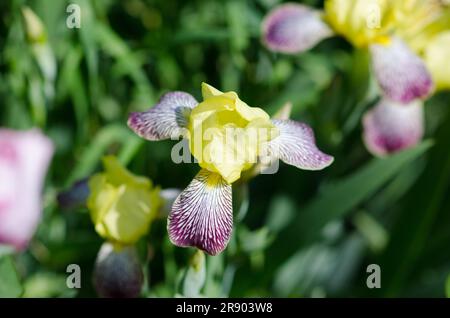 The iris, from the Greek means rainbow. In the language of flowers it takes on a different meaning depending on the color of the iris flower: yellow Stock Photo