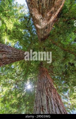 Frog eye view of three spruce trees in the rainforest on the Olympic Peninsula in Olympic National Park, WA, USA with sun shining through the canopy Stock Photo