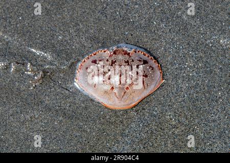 Close up view of the  empty shell of a dungeness crab washed up on the beach Stock Photo