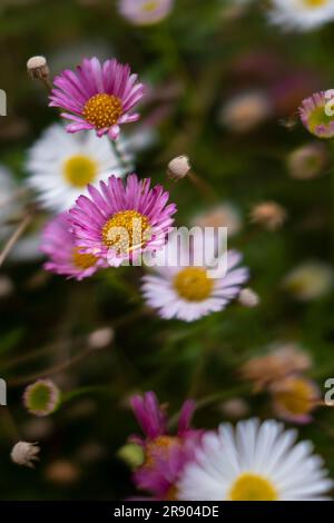 A close up closeup view of the small colourful colorful flowers of Erigeron karvinskianus in a garden in Newquay in Cornwall. Stock Photo