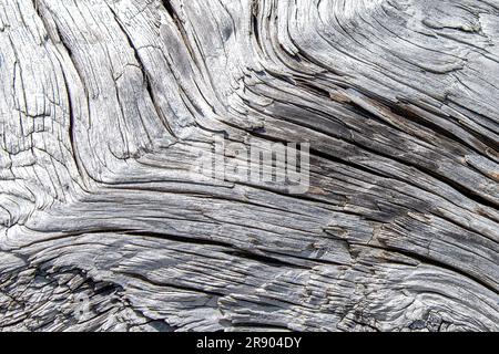 Image filling view of grey driftwood washed on shore with pattern, layers, and texture for background Stock Photo