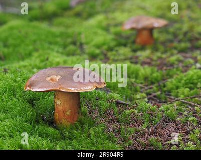 is commonly known as the scarletina bolete, for its red pores (yellow when young) . Other common names is: red foot bolete, dotted stemmed bolete Stock Photo