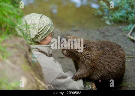 Woman and European beaver (Castor fiber), Rosenheim, Bavaria, Germany Stock Photo