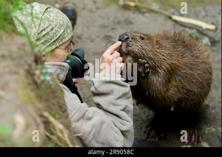 Woman and European beaver (Castor fiber), Rosenheim, Bavaria, Germany Stock Photo