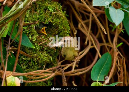 Eurasian wren (Troglodytes troglodytes), Nest, Rhineland-Palatinate, Germany Stock Photo