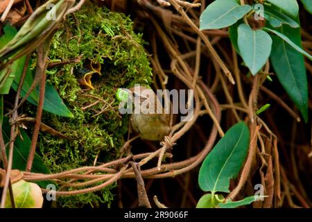 Eurasian wren (Troglodytes troglodytes), Nest, Rhineland-Palatinate, Germany Stock Photo