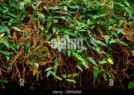 Eurasian wren (Troglodytes troglodytes), nest, hedge, garden, Rhineland-Palatinate, Germany Stock Photo