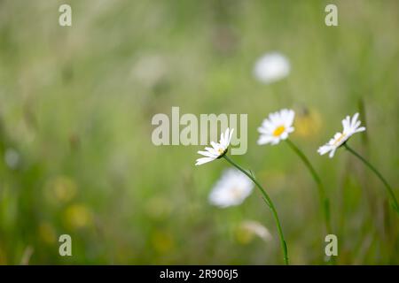 Daisies with selective focus, on a sunny May day Stock Photo