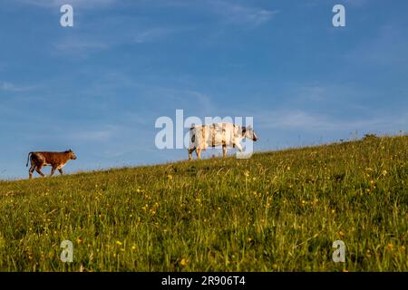 Cows on Firle Beacon in Sussex, on a Sunny late spring evening Stock Photo