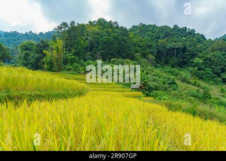 Discover the hidden rice terraces of Northern Thailand Stock Photo