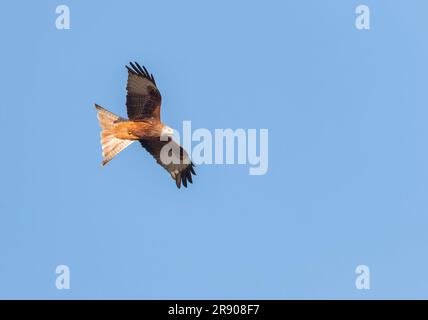 Red Kite, Milvus milvus, flying overhead in France. Stock Photo