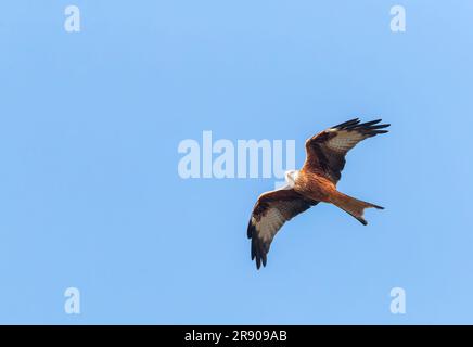 Red Kite, Milvus milvus, flying overhead in France. Stock Photo