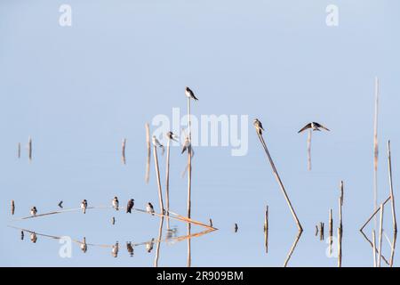 Flock of Sand Martins (Riparia riparia) resting during spring miration on lake near El Rocio, Andalusia, Spain. Stock Photo