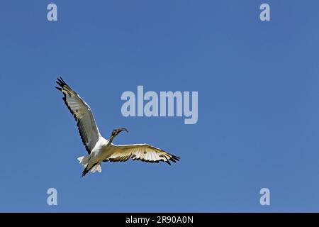 Sacred Ibis, threskiornis aethiopica, Adult in Flight Stock Photo