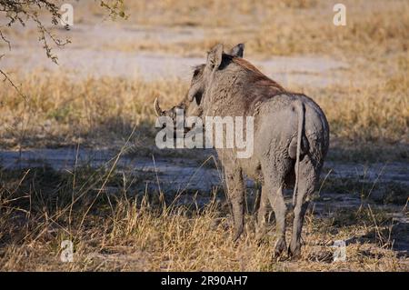Common warthog (Phacochoerus africanus), Moremi Game Reserve Botswana Stock Photo