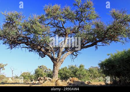 Camelthorn Acacia in Moremi Game Reserve Botswana Stock Photo