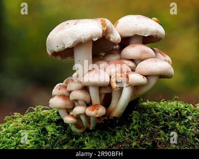 sometimes called brick cap (Hypholoma lateritium), is rarer and less well-known than its relatives, the inedible, and poisonous sulfur tuft Stock Photo