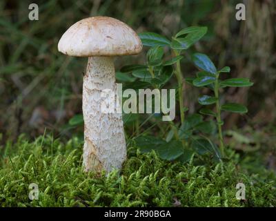commonly known as the white birch bolete (Leccinum holopus), white bog bolete, or ghost bolete, is a species of bolete fungus. It associates with Stock Photo