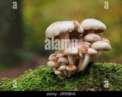 sometimes called brick cap (Hypholoma lateritium), is rarer and less well-known than its relatives, the inedible, and poisonous sulfur tuft Stock Photo