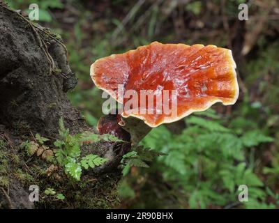 Red Reishi (Ganoderma lucidum), commonly known as Ling Zhi in Chinese, is a herbal mushroom known to have miraculous health benefits Stock Photo