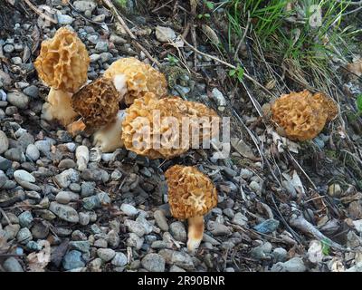 (commonly known as common (Morchella esculenta) morel) (morel) (yellow morel) (true morel) (morel mushroom) (and sponge morel) is a species of fungus Stock Photo