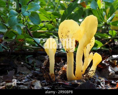 commonly known as the yellow earth tongue (Spathularia flavida), the yellow fan, or the fairy fan, is an ascomycete fungus found in coniferous Stock Photo