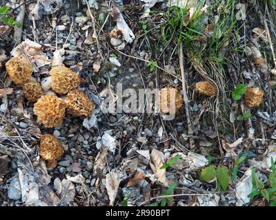 (commonly known as common (Morchella esculenta) morel) (morel) (yellow morel) (true morel) (morel mushroom) (and sponge morel) is a species of fungus Stock Photo