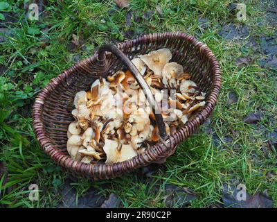 Enoki is a mushroom that is well-known for its role in Japanese cuisine, where it is also known as Enokitake. (Flammulina velutipes) The wild forms Stock Photo