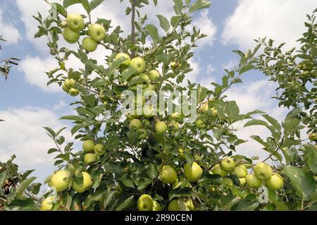 Apples 'Golden Delicious' on the tree (Malus domestica) Stock Photo