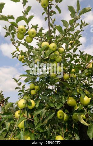 Apples 'Golden Delicious' on the tree (Malus domestica) Stock Photo