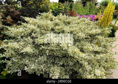 Creeping spindle shrub Emerald Gaity (Celastraceae), tree shrubs, climbing spindle shrub (Euonymus fortunei) Stock Photo