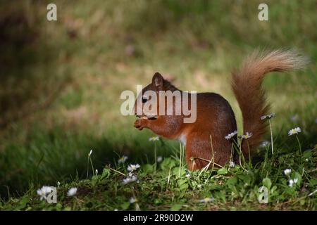 Red Squirrel Stock Photo