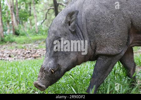 Wild Boar or Sus scrofa, Least Concern specie. Stock Photo