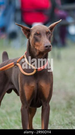 Doberman Pinscher standing with a leash on Stock Photo