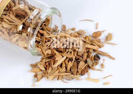 White sandalwood (Santalum album), incense woods Stock Photo