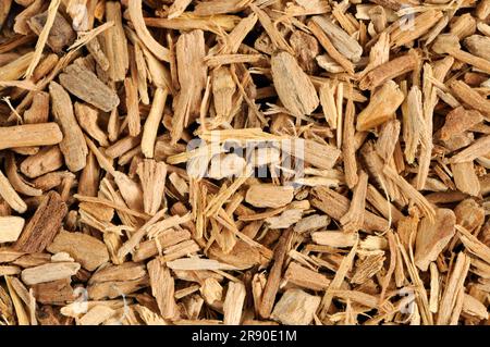 White sandalwood (Santalum album), incense woods Stock Photo