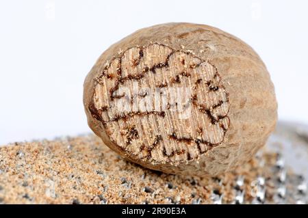 Nutmeg on nutmeg grater (Myristica fragrans) Stock Photo