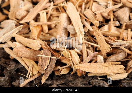 White sandalwood (Santalum album), incense woods Stock Photo