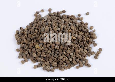 Musk Acacia Wood  - 149cm